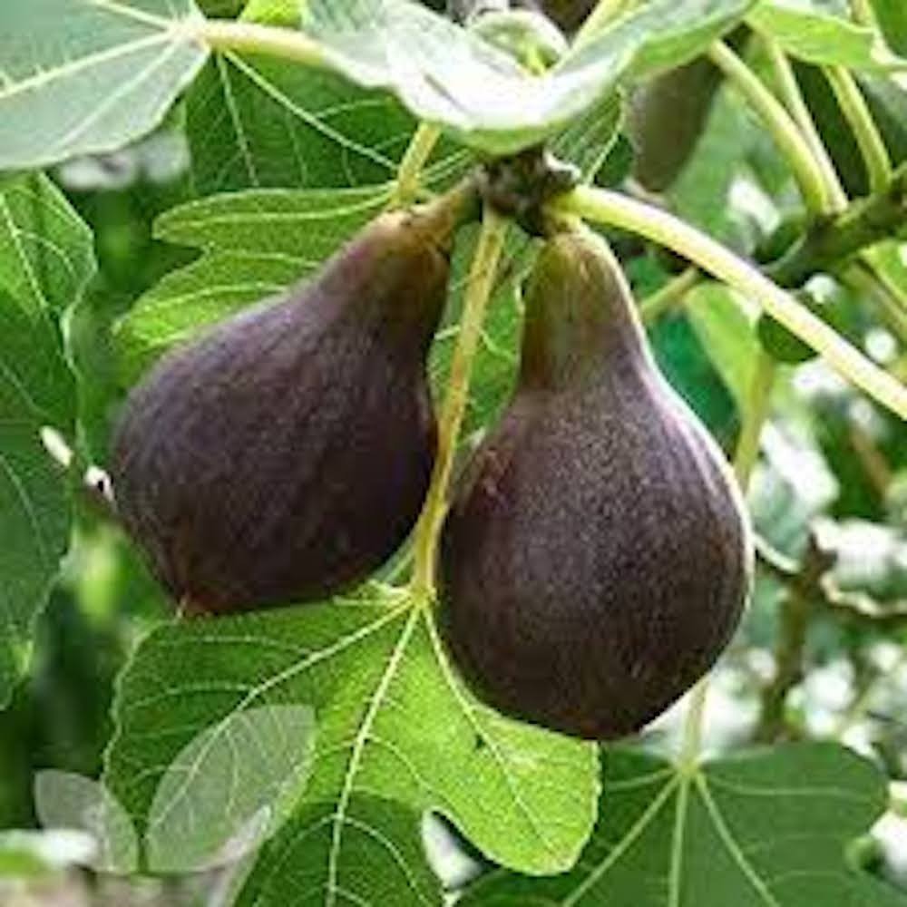 5 Brown Turkey Fig Tree Starter Plug ( ficus carica ‘ Brown Turkey’) Bare Root