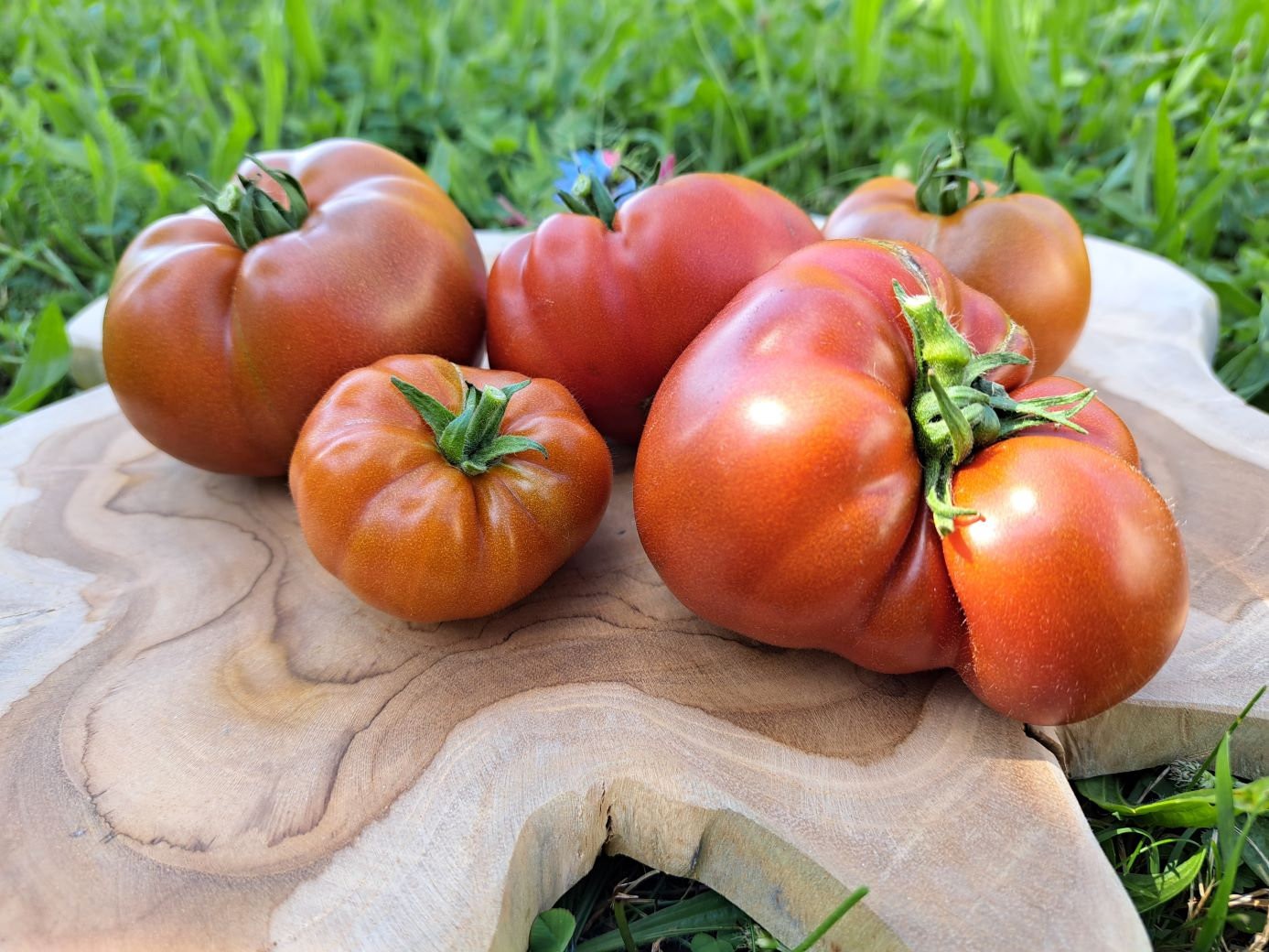 10 SEEDS Maralinga DWARF Variety Tomato ORGANIC DTP