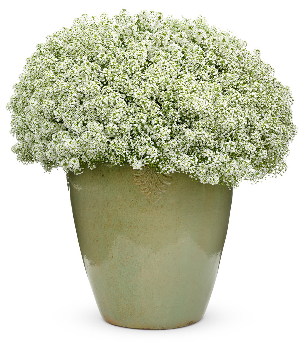 1501+TALL SWEET ALYSSUM Flower Seeds Drought Heat Groundcover Container Easy