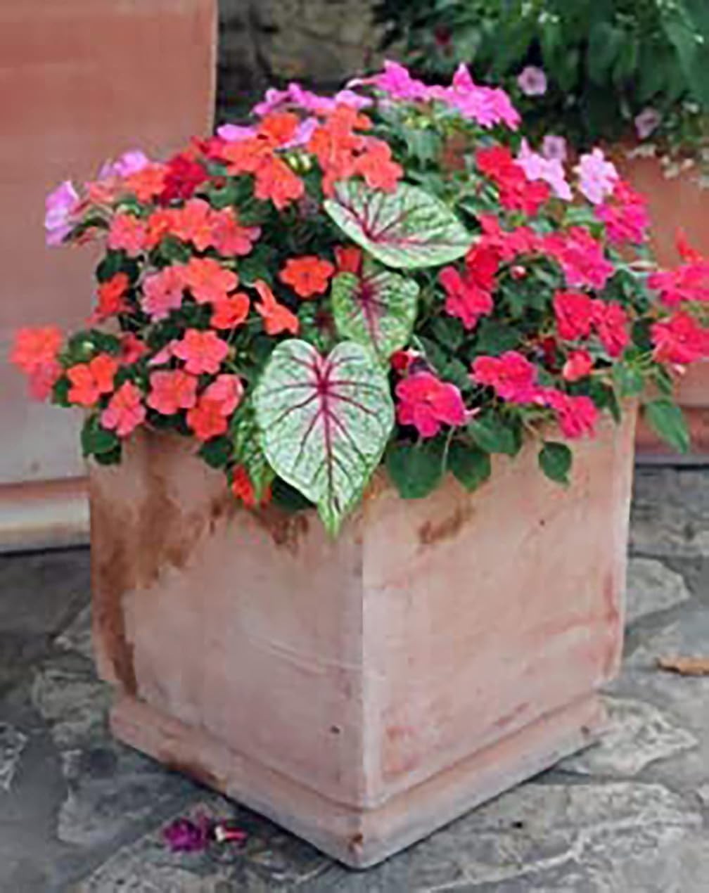 Dwarf Candidum Jr. Caladium Bulbs – Elegant White Foliage, Hardy Zones 9-11