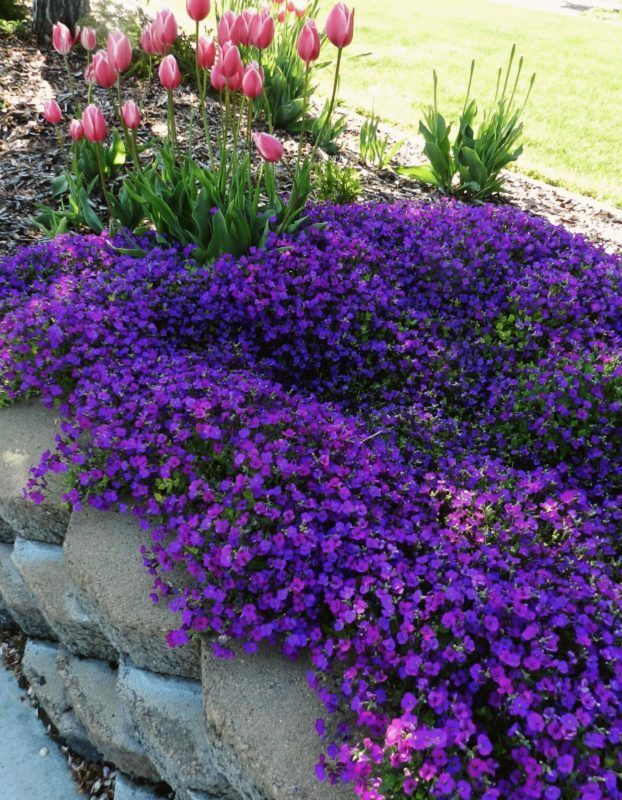 Purple Rockcress Seeds- Hardy perennial – Comb. S/H