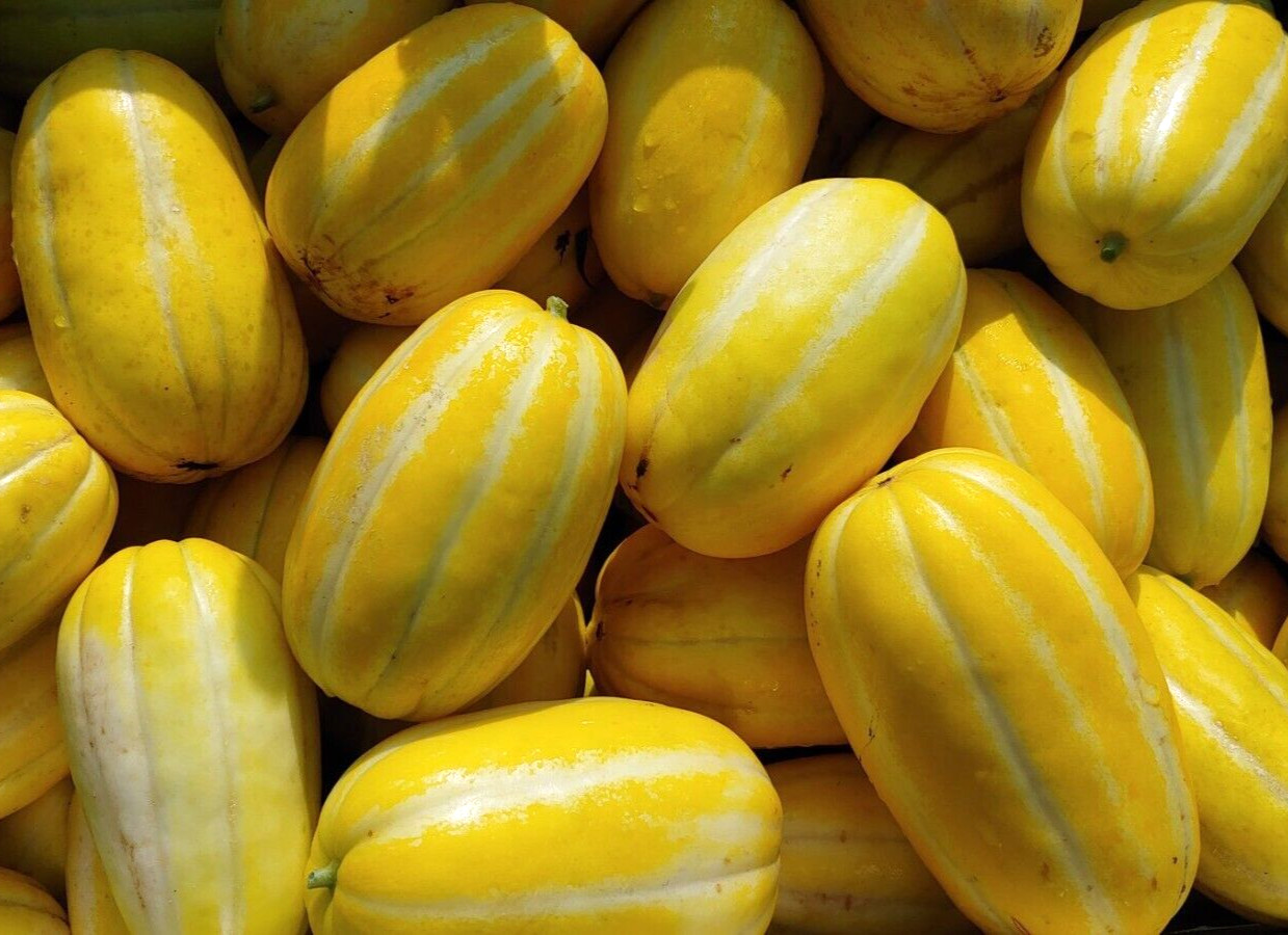 RARE✿ Heirloom Silver Line Sweet Melon/Makuwa Melon 참외 10 Seeds ●Asian Variety
