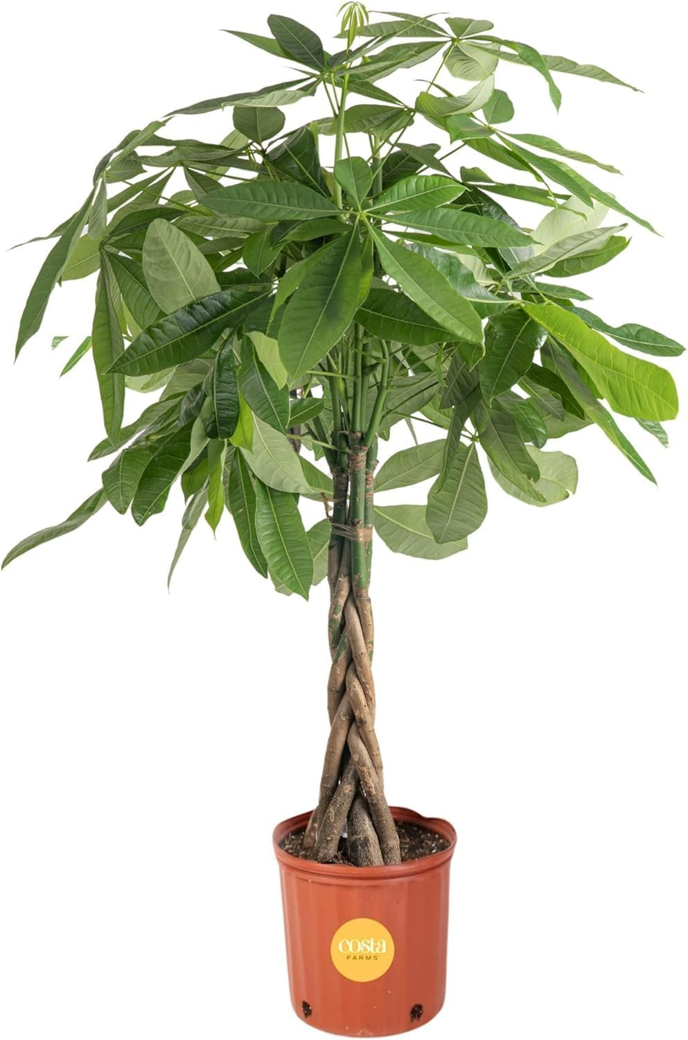 Money Tree Live Plant in Plastic Pot, Easy to Maintain, Large Indoor Houseplant,