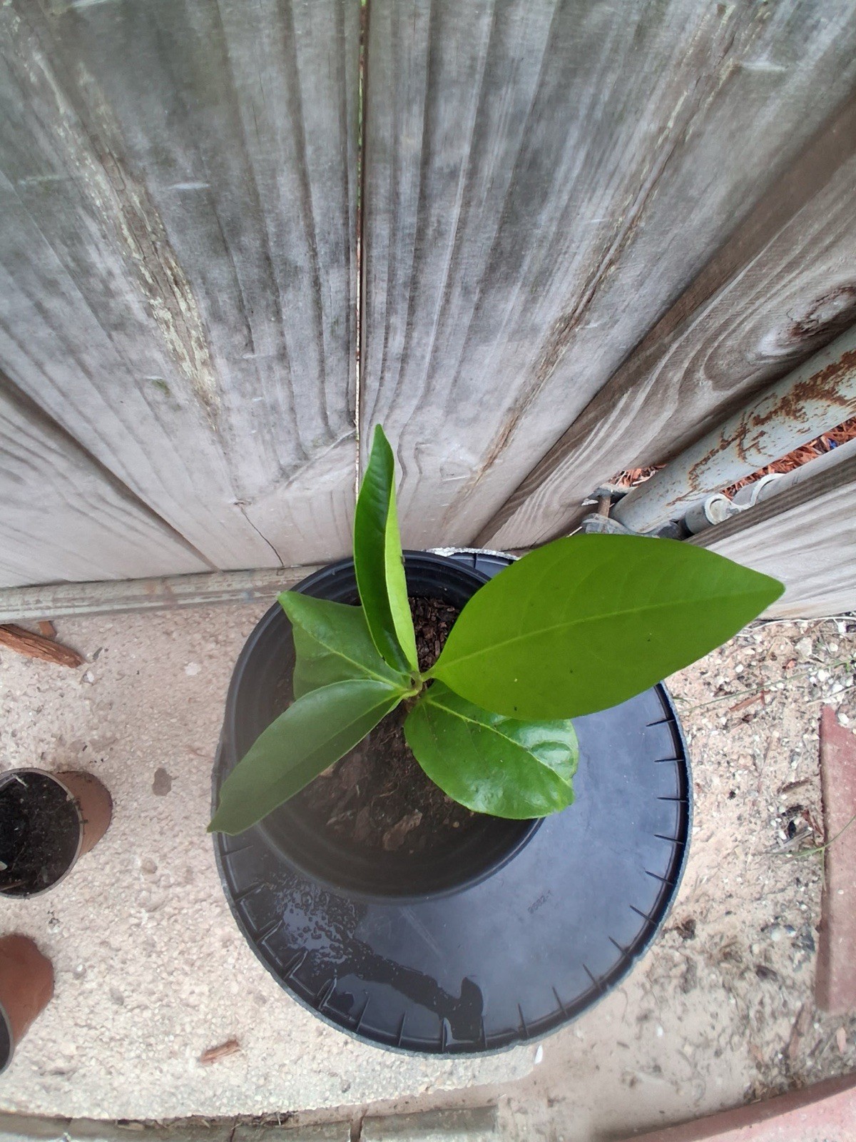 Black Sapote Diospyros Nigra Chocolate Pudding Starter Plant Tropical Fruit Tree