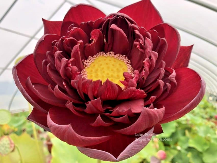 5 BLACK RED LOTUS SEEDS – Nelumbo Nucifera – ( Mo Hong Lotus )