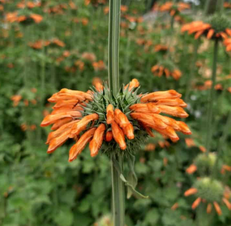 Lion’s Ear KLIP DAGGA / CORDAO Hummingbird Nectar Flowers Organic 50 Seeds