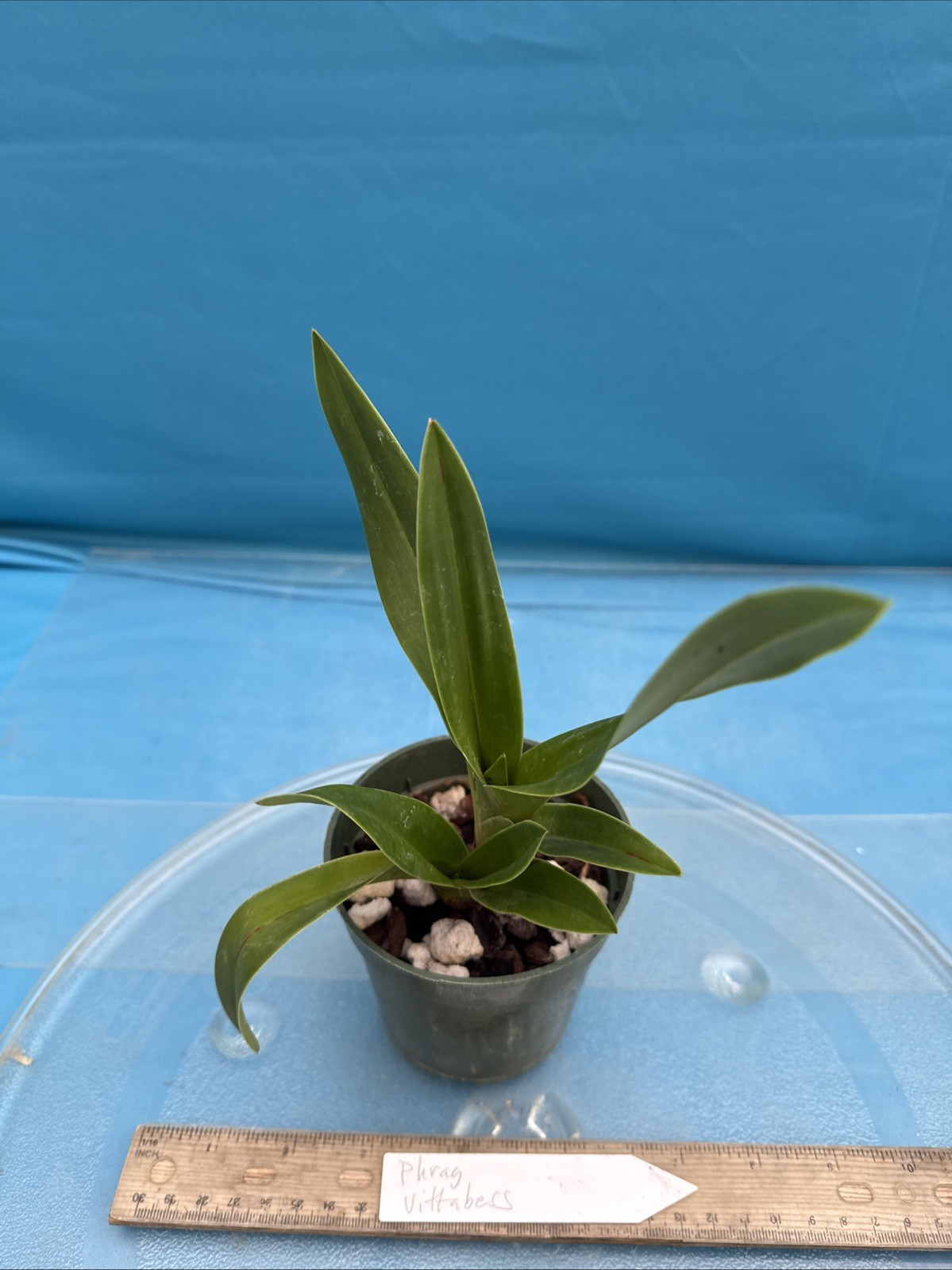 Phragmipedium Vittabess Orange Red Yellow Orchid Hybrid Tall Spikes 4” Pot