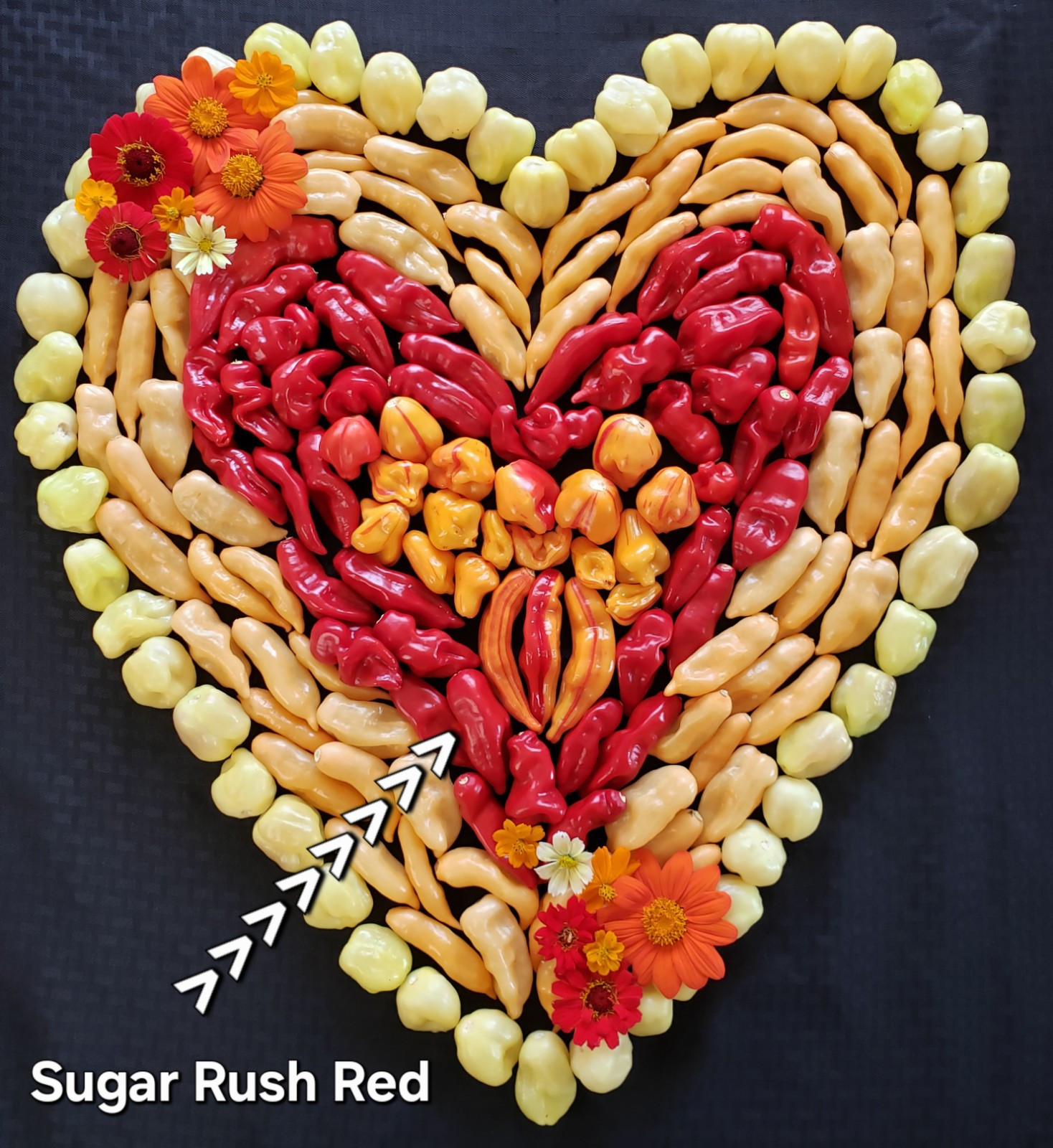 Sugar Rush Red Hot Pepper Seeds 10 Organic Seeds *Free Shipping*