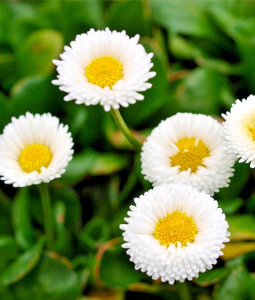 401+ENGLISH DAISY MIX Flower Seeds European Wildflower Early Blooms Groundcover