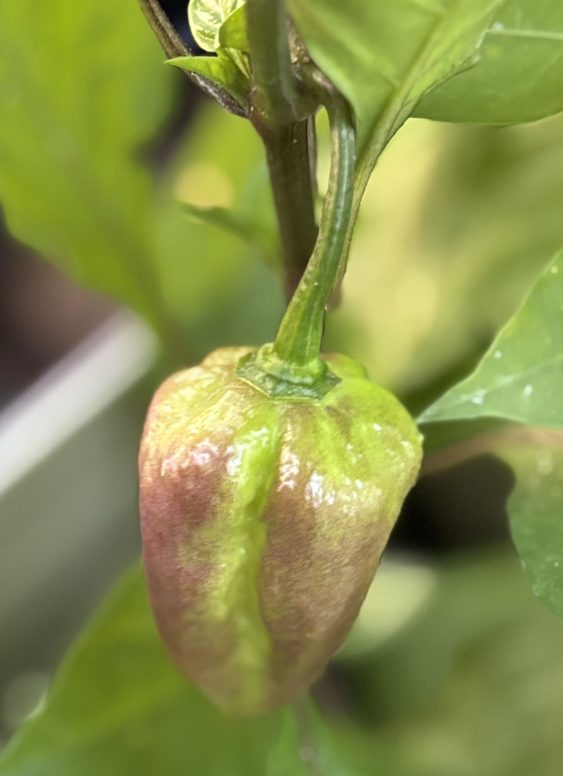 Green House Floor Hot Pepper Mix 16 Varieties 250+ Seeds