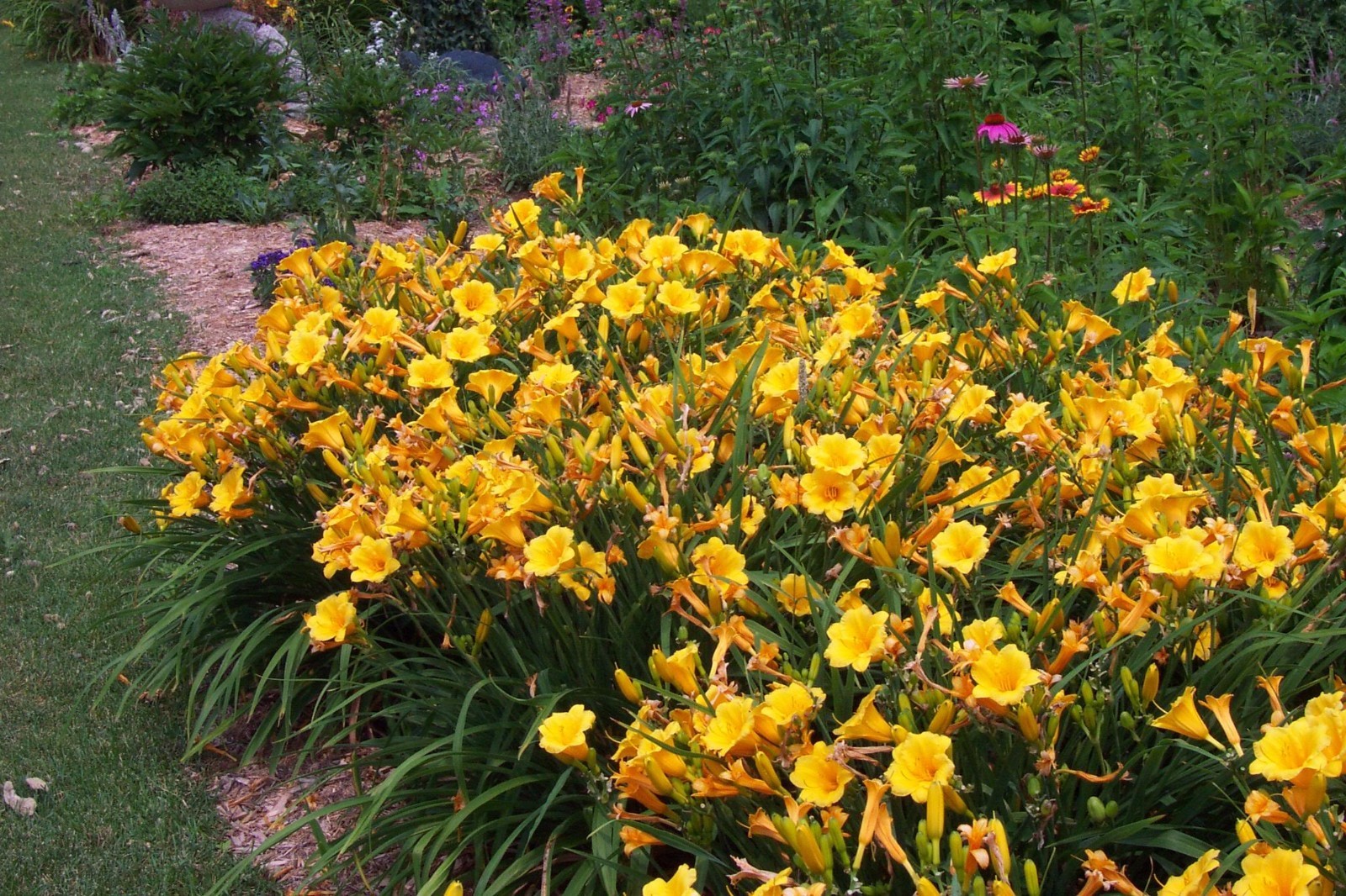 10 Bareroot Hemerocallis Stella D’oros Daylilies–1-2 Fan