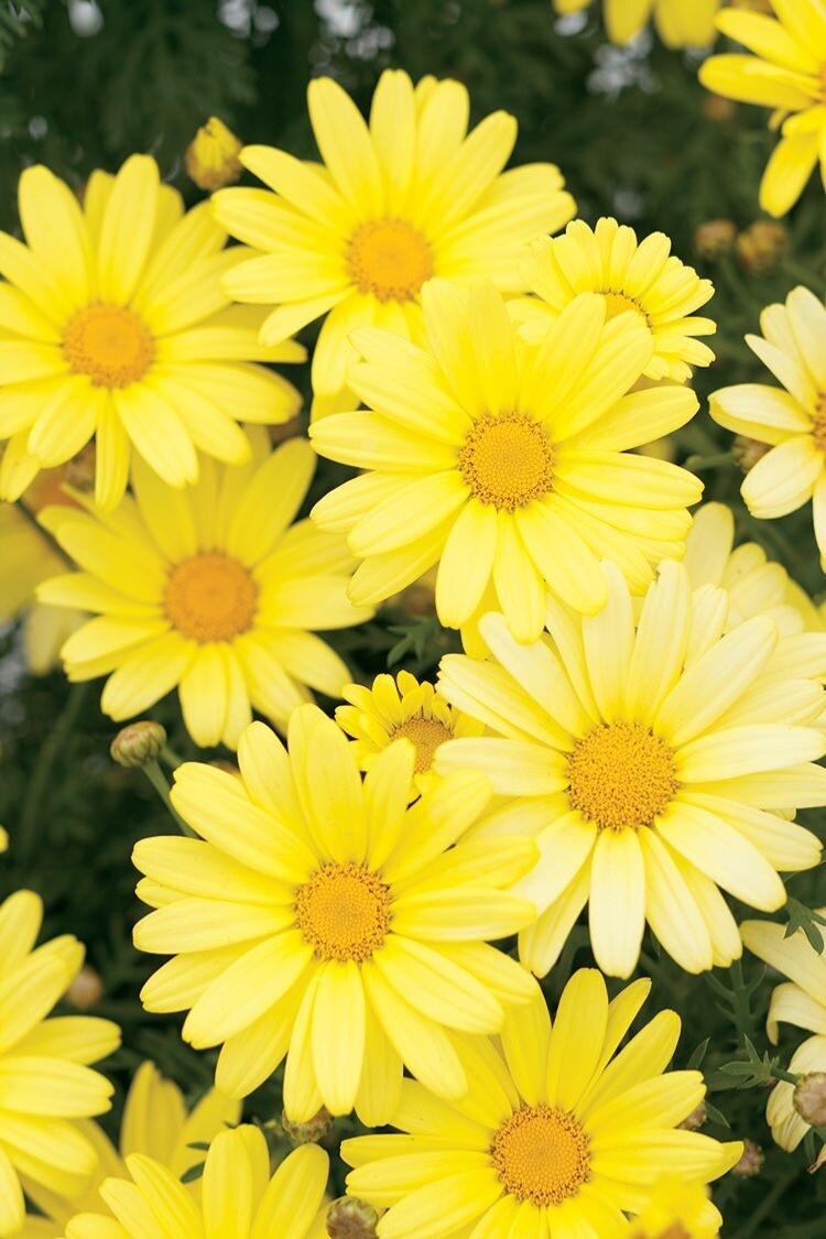 Painted Daisy Sunshine Yellow seeds packet of 100