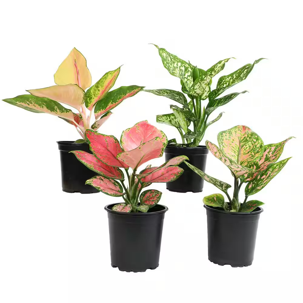 4.25 In. Aglaonema Assorted Houseplants (4-Pack)