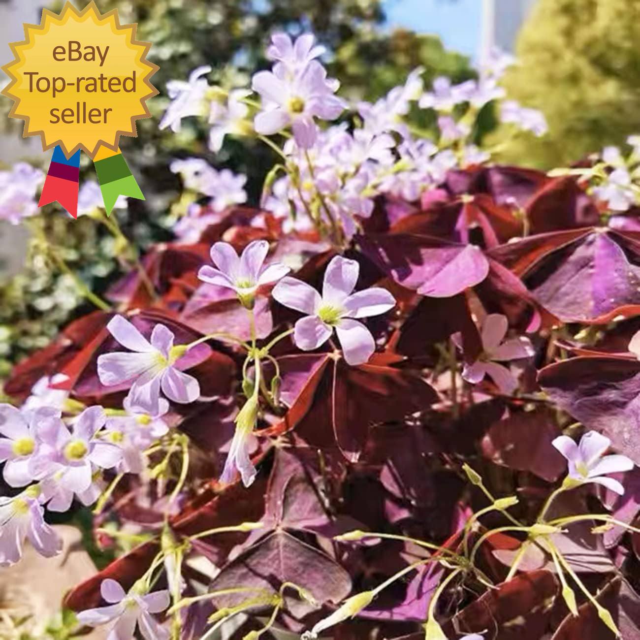 12+ Bulbs Purple Shamrocks Oxalis Triangularis Lucky Lovely Flowers Bulbs