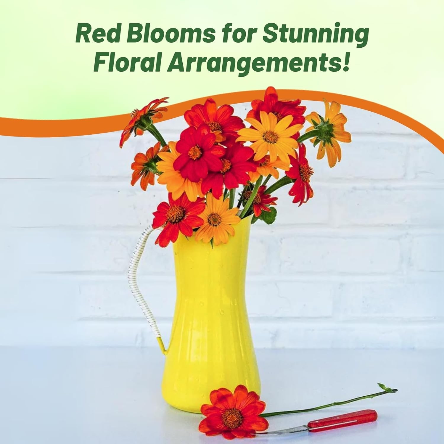 1000 Seeds Tithonia Torch AAS Winner Mexican Sunflower Seeds For Planting