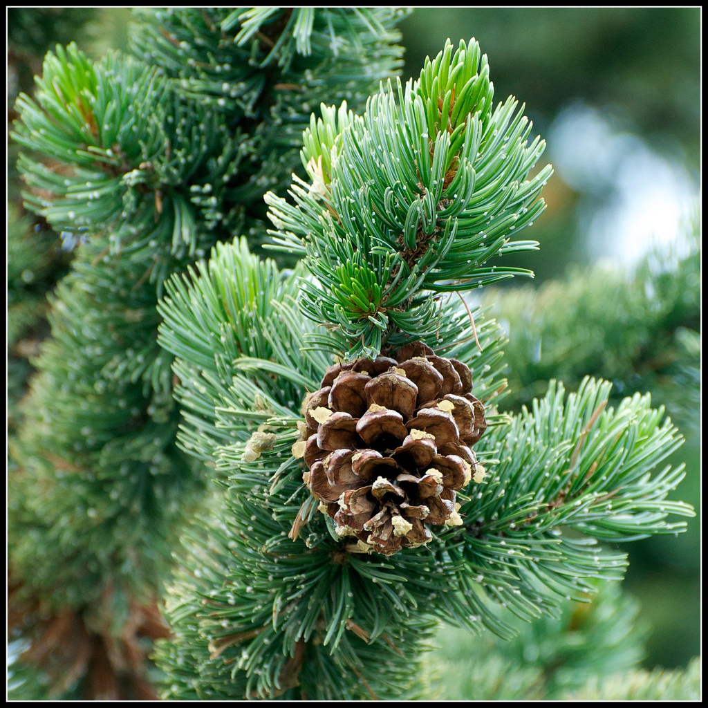 Bristlecone Pine, Pinus aristata, Tree Seeds (Evergreen, Bonsai)