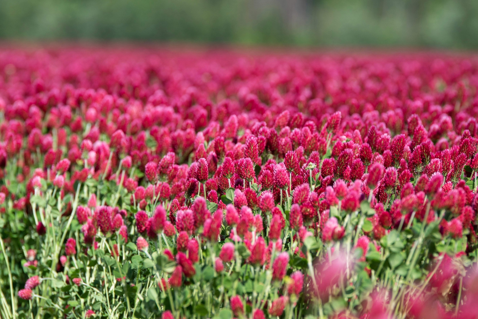 3000 CRIMSON CLOVER Carnation, French, Italian Trifolium Incarnatum Flower Seeds