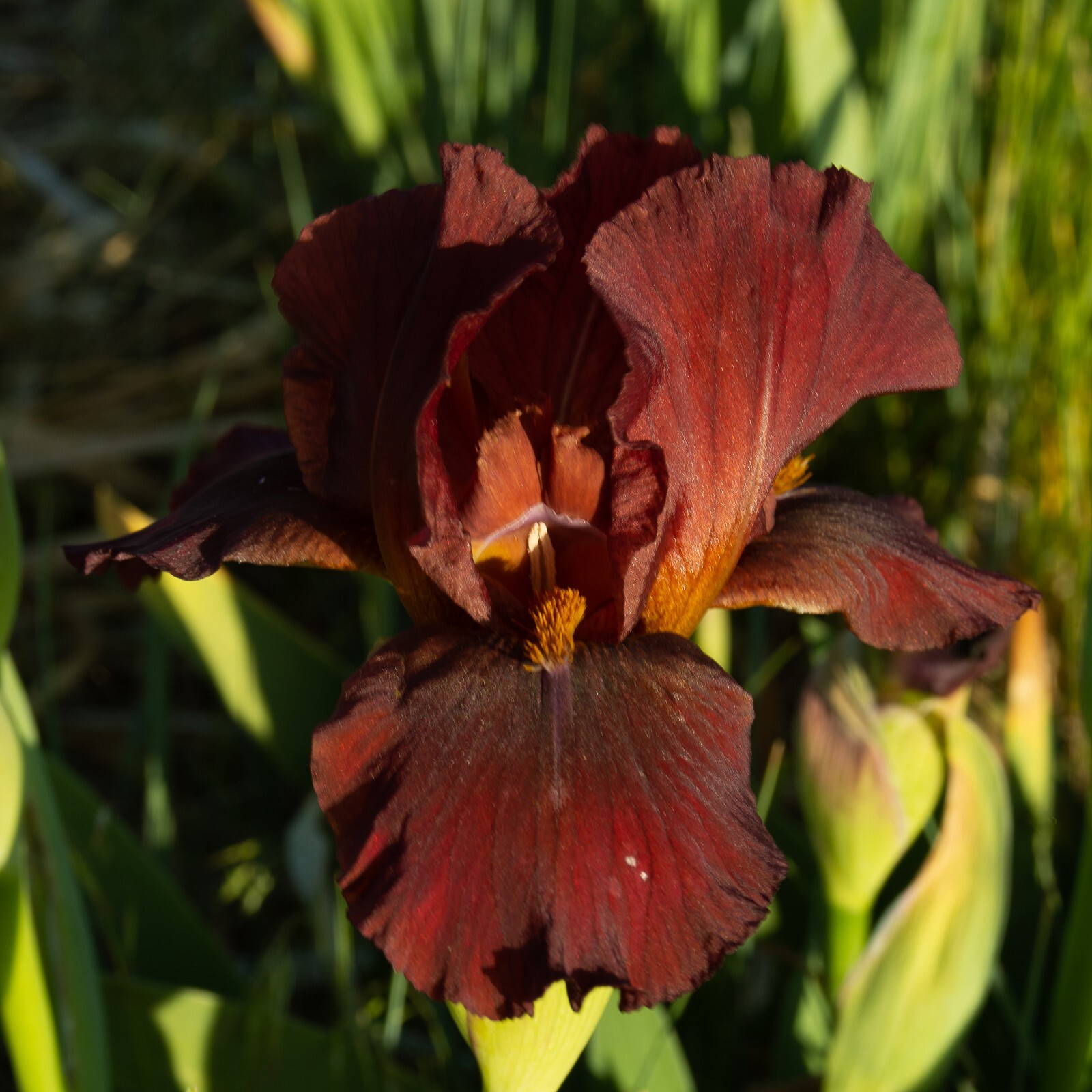 **RED ZINGER** Border Bearded Iris. Freshly Dug, Combined Shipping: Aug/ Sept