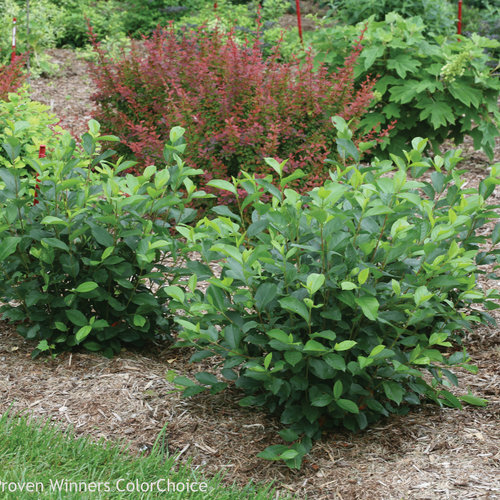 ARONIA BLACK CHOKEBERRY CUTTINGS SET OF 12 UNROOTED