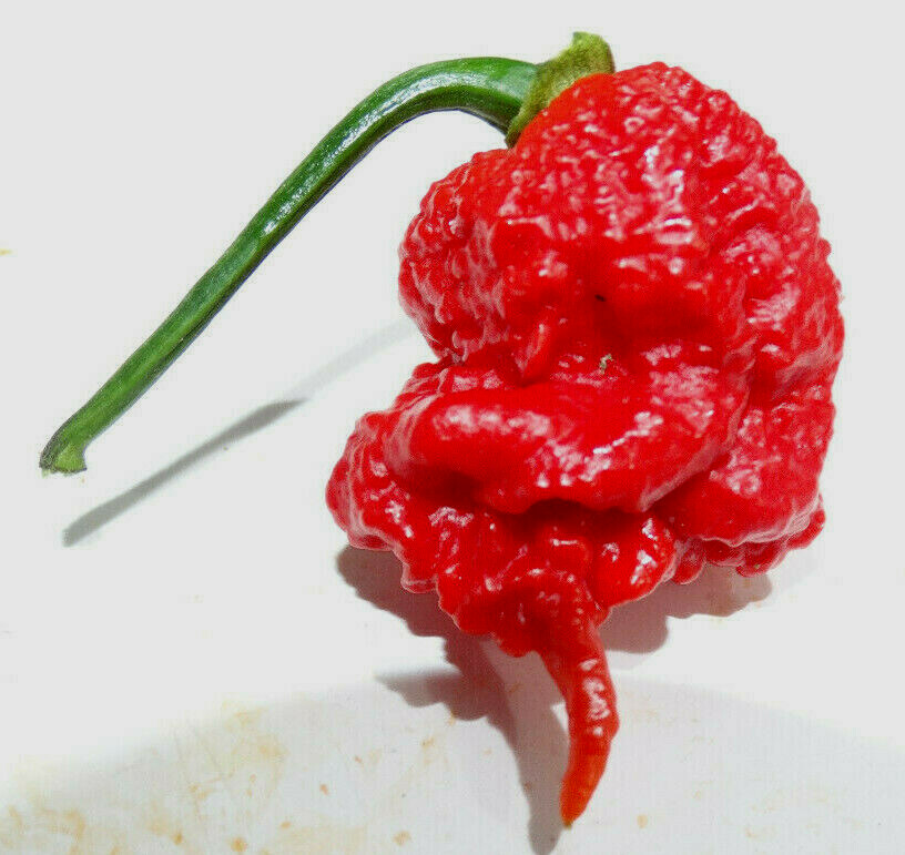 A+ CAROLINA REAPER Pepper seeds Instructions Incl-d 2023 CROP WORLD HOTTEST!