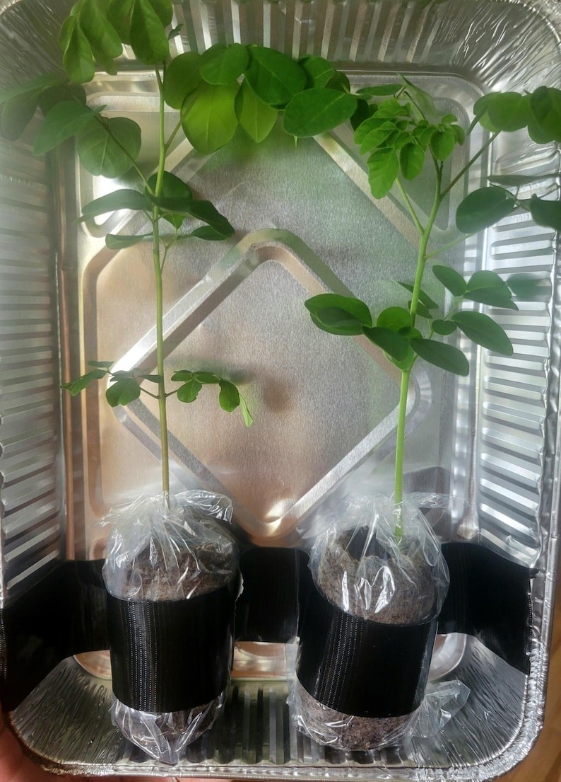2 Live PKM-1 Moringa Seedlings – Moringa Oleifera Starter Plants