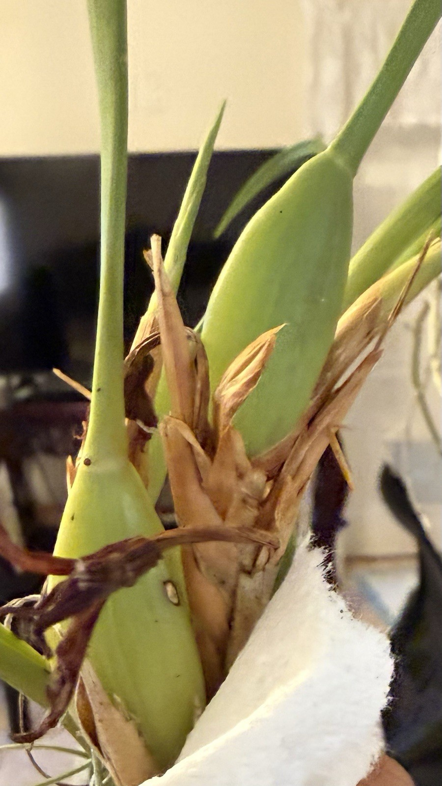 Maxillaria Tenuifolia Orchids, Smells Like Coconut , Red/purple
