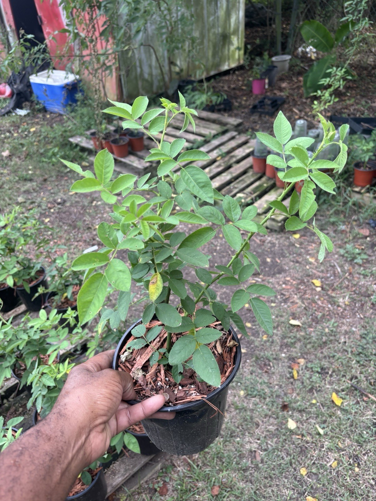 Old Tyme 7 Sisters Live Rose 14+ Inches