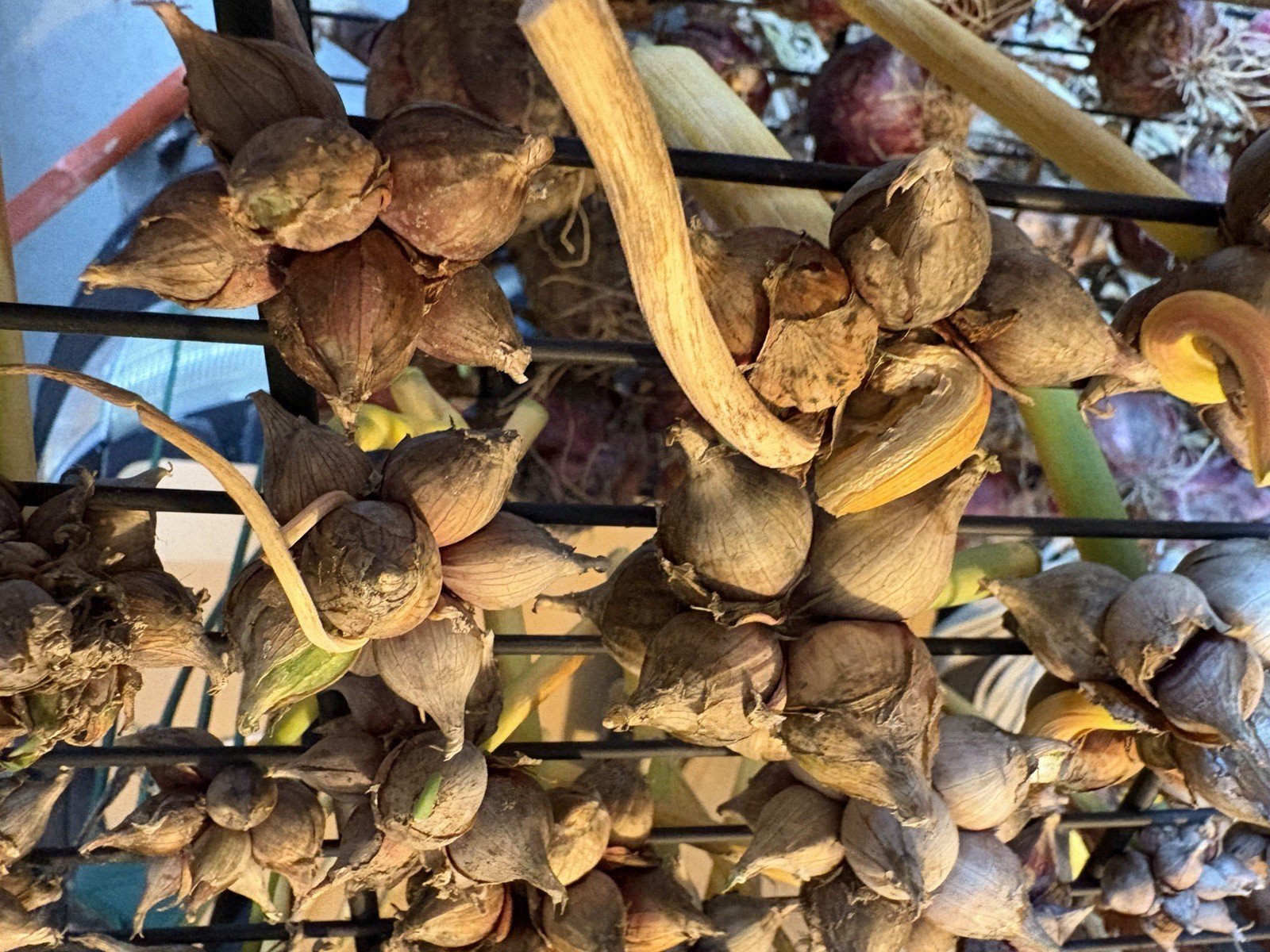15 Egyptians Walking Onions Winter Perennial Tree Onion Bulbils Seeds