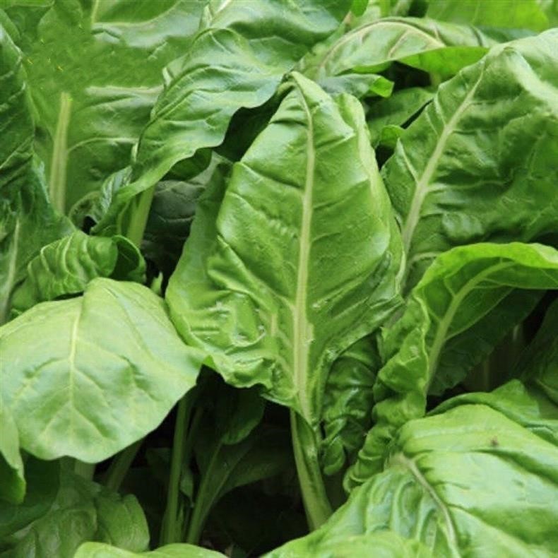 50+Green Stem Swiss Chard Seeds Rhubarb Perpetual Spinach Salad Greens Seeds USA