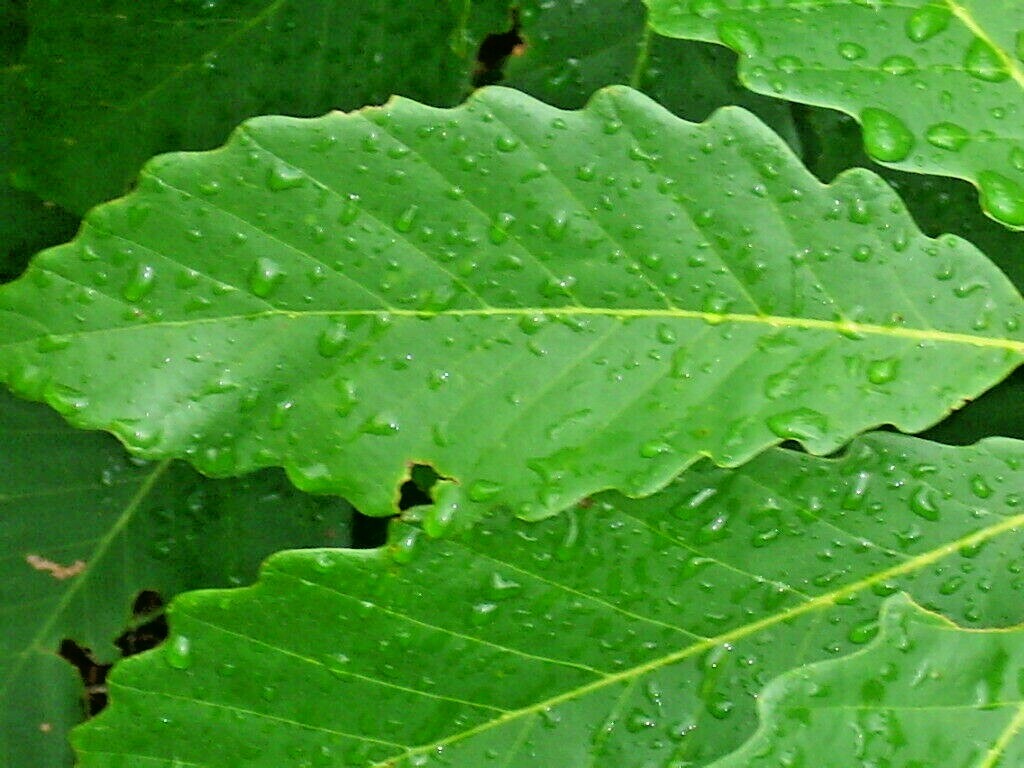 12 CHESTNUT OAK ACORNS – Quercus prinus