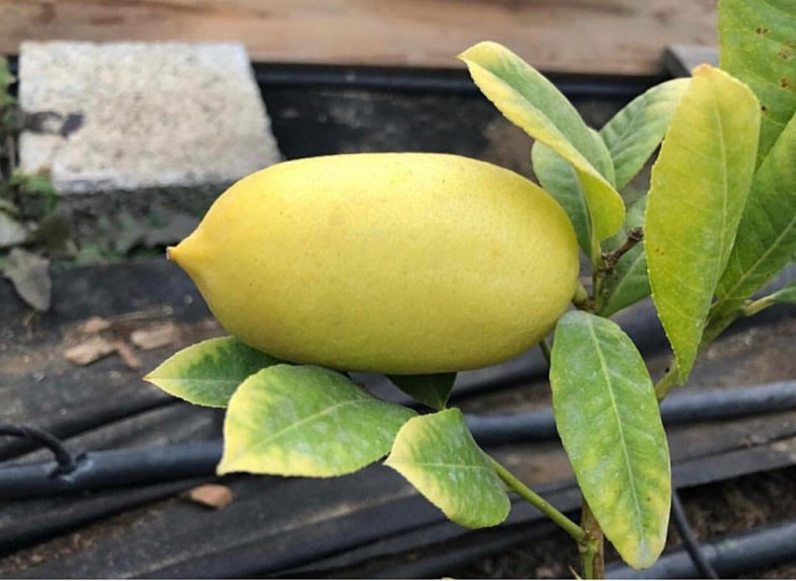 Assam lemon plant (Kaji Nemu), rooted, shipped in container with soil