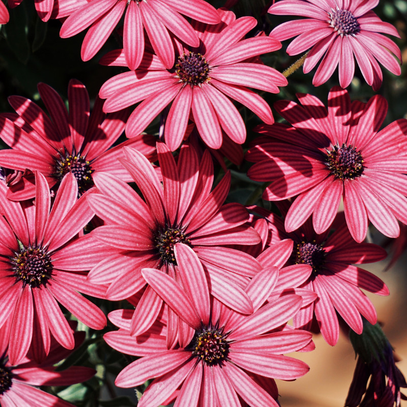 Daisy Seeds 125+ Seeds Daisy Flower, Flower Seeds, Annual Seeds, Garden Seeds