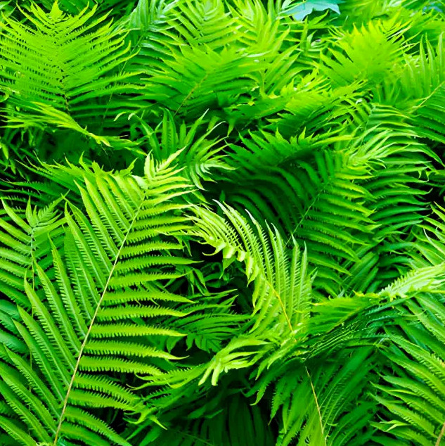 Bracken Fern Bare Root Live Plant – Outdoor Garden Plant Pteridium aquilinum
