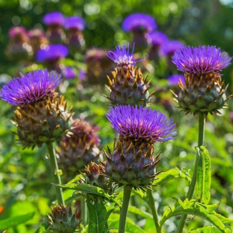 Cardoon Seeds, Artichoke Thistle, NON-GMO, Variety Size Packets, FREE SHIPPING