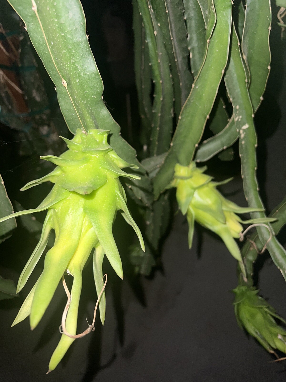 Dragon Fruit “Israel Yellow” CUTTINGS 8-12 Inches