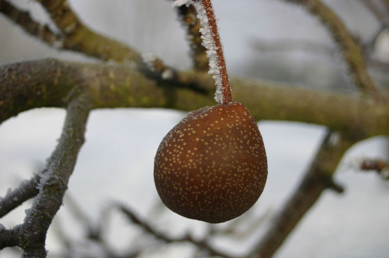 Chinese Pear, (Ussurian Pear), Pyrus ussuriensis, Tree Seeds (Fast, Edible)