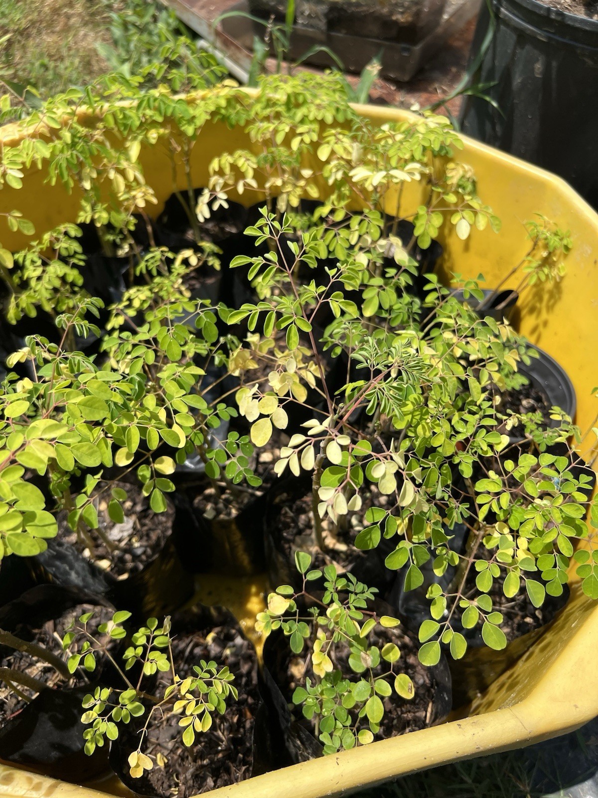 Moringa Oleifera Live Plants