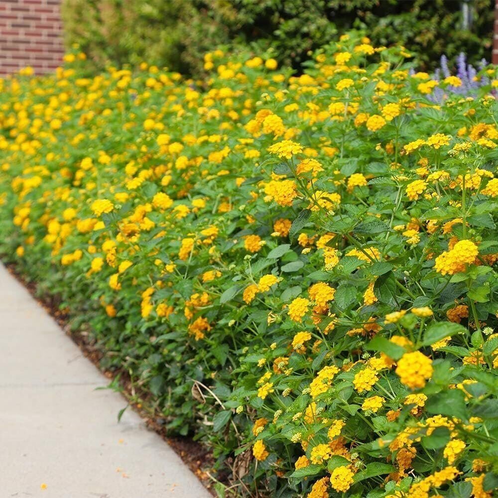 Lantana New Gold I Large Gallon Size Plants I Verbenaceae Camara I Live…