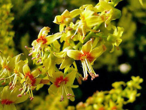 Koelreuteria paniculata | Golden Rain Tree | Pride of India | 20 Seeds
