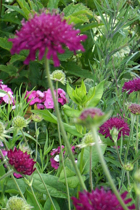 KNAUTIA, PINCUSHION FLOWERS, 110 SEEDS, MIXED, RED, PINK, LAVENDER, *EZ TO GROW*