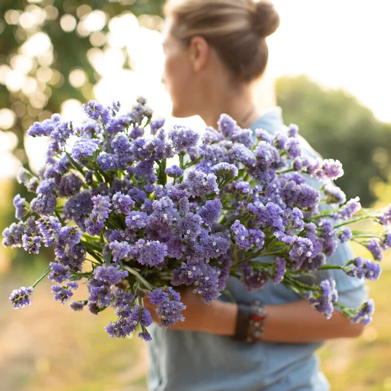 60 seeds STATICE BLUE Limonium Sinuatum Blue River