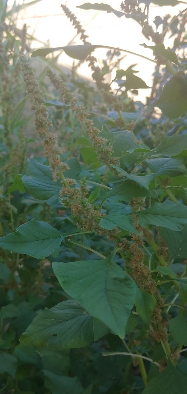 USA 2000+ Amaranth Seeds Green Stripe Leaf