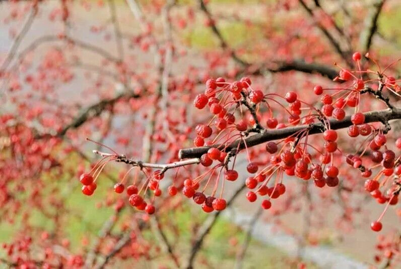 Sargent’s Crabapple Tree | Premium Seeds | Malus sargentii ‘Fall’ | Plants’®