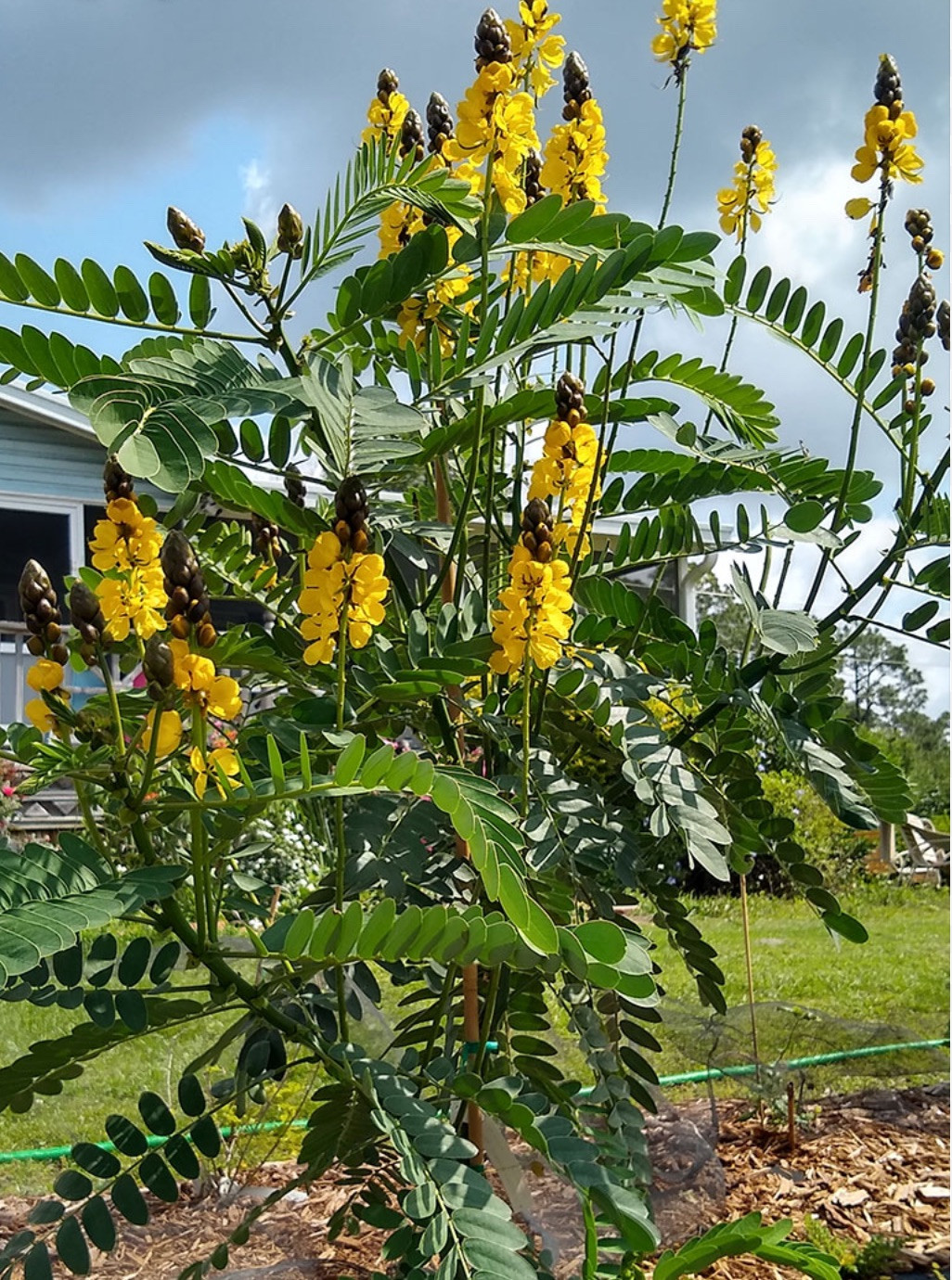 Popcorn Cassia Senna didymotbotrya Plant~Small Starter Plant~SMELLS LIKE POPCORN