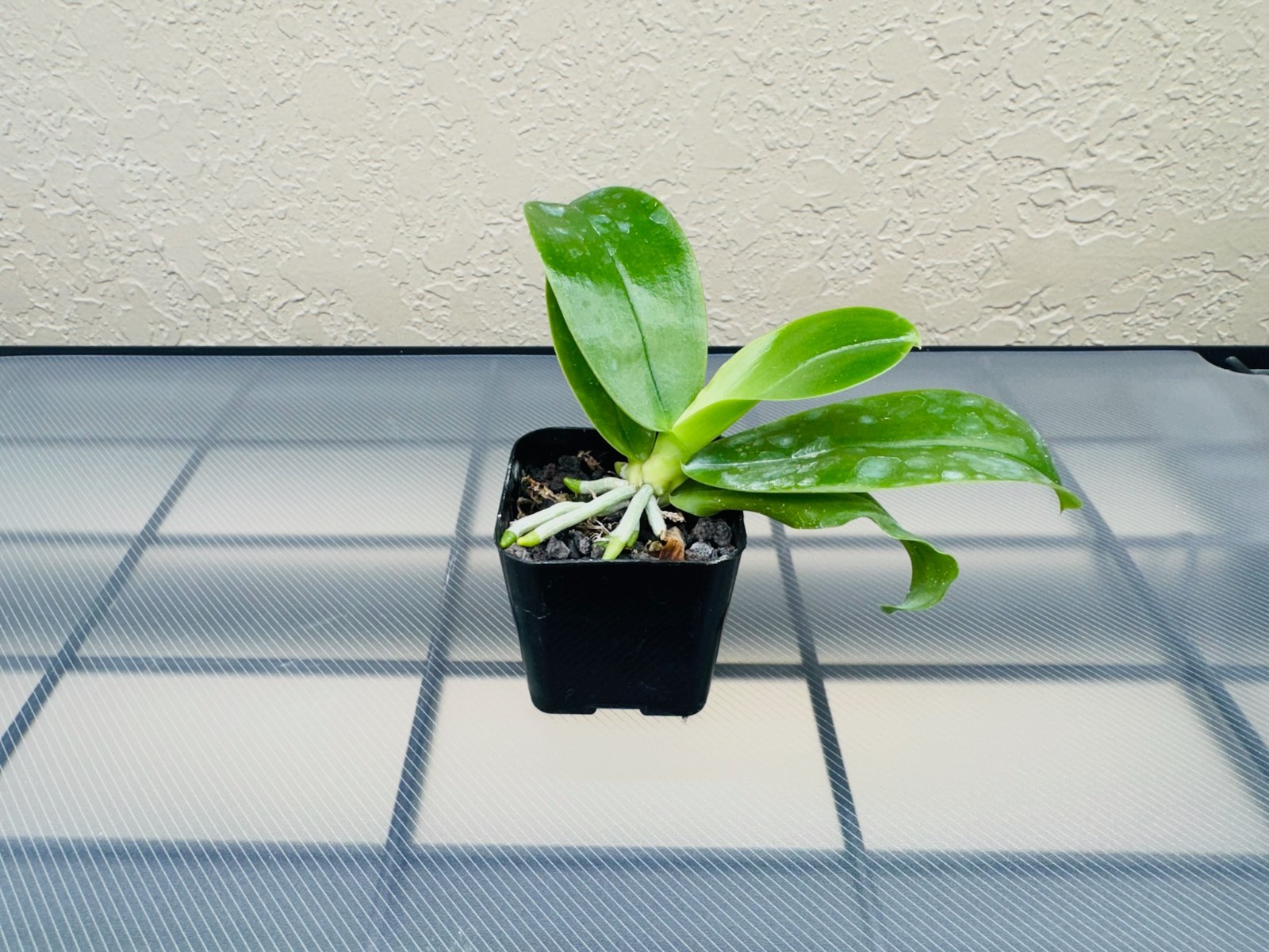 Phalaenopsis violacea “Blue Malaysia”