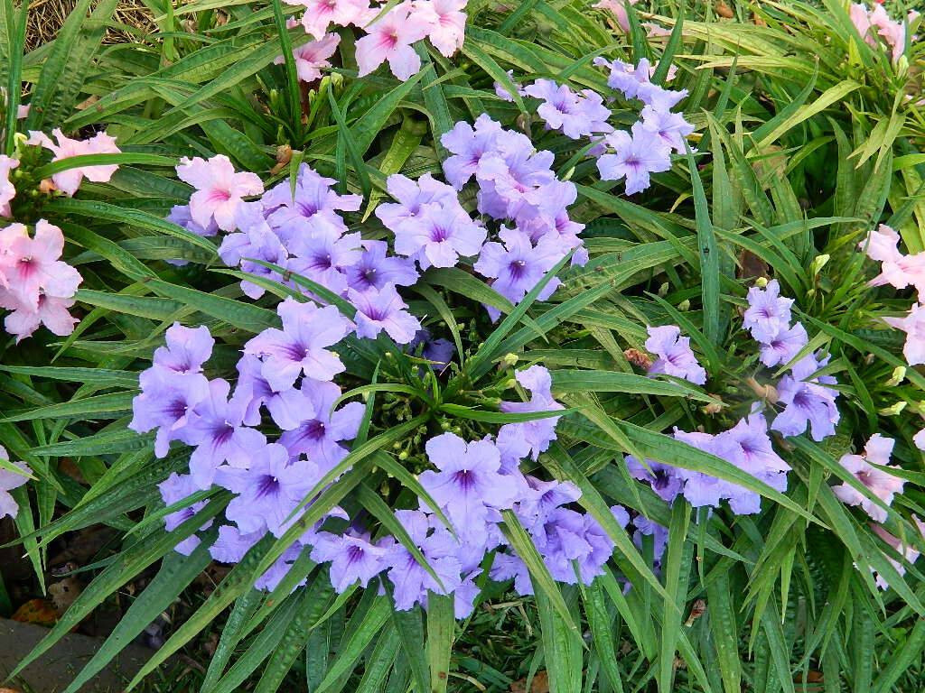 dwarf ruellia petunia live plants 2 pink 4 purple flowers 6 cuttings w/ leaves