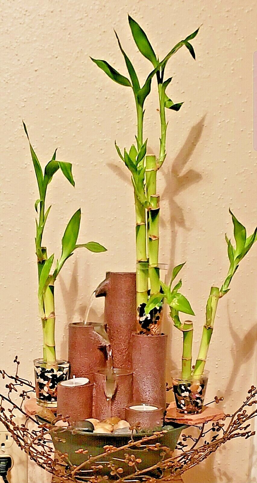 6 Lucky Bamboo Stalks Rooted Plants – 4″, 6″, 8″ Feng Shui, Perennial, GIFT