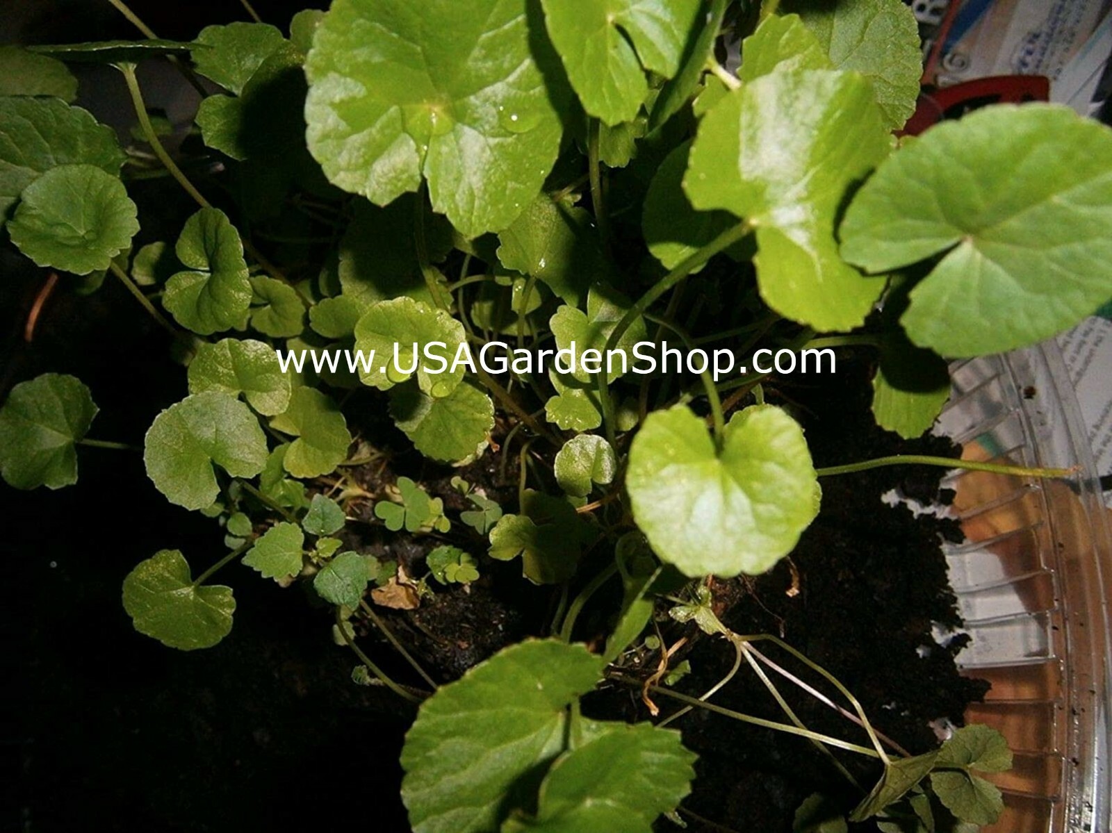 Gotu Kola Bua BoK Rau Ma Pennywort Centella Asiatic บัวบก 積雪草 JiXue Cao 3x plant