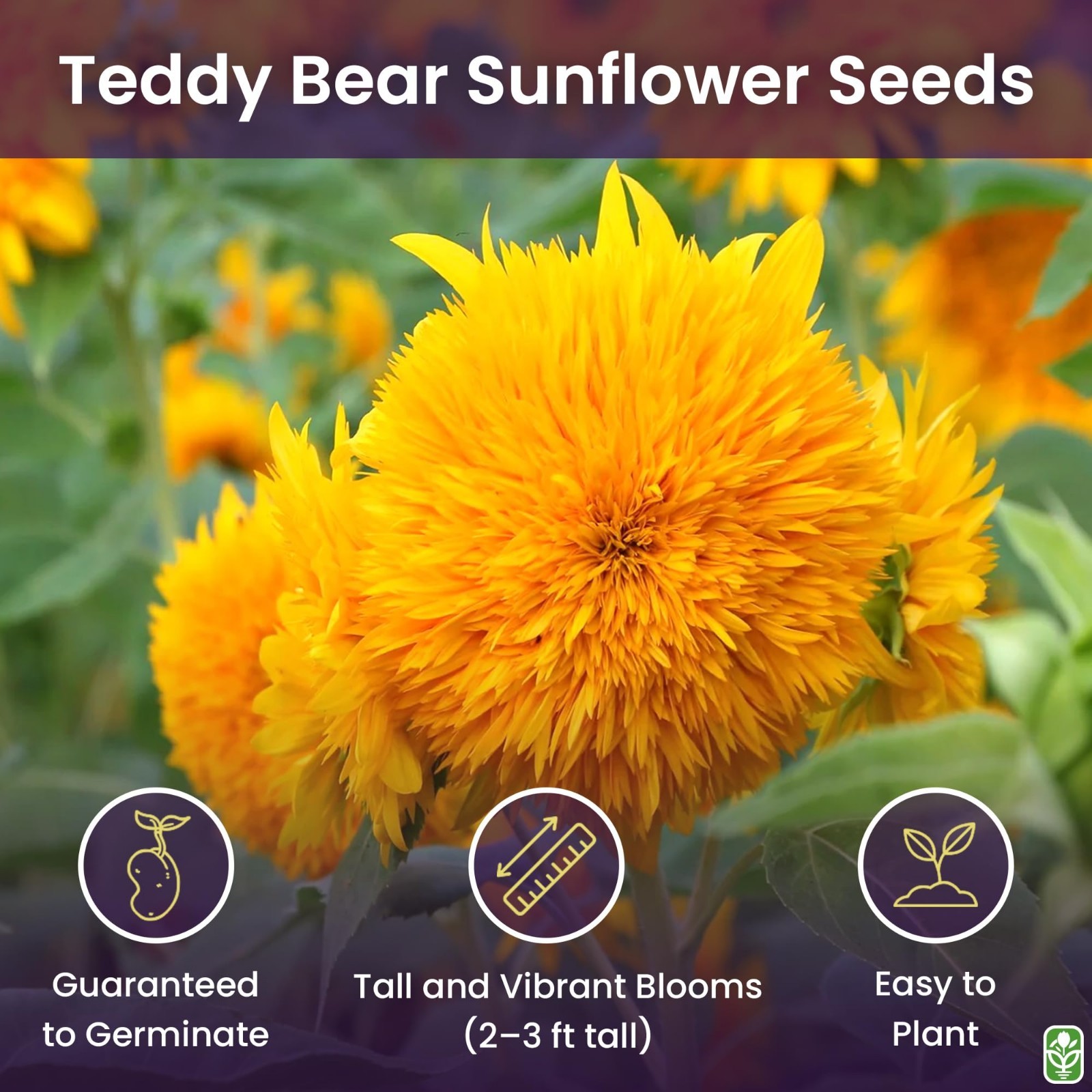 Fluffy Teddy Bear Dwarf Sunflower Seeds – 30 Pack – Grows Up to 40″ Tall