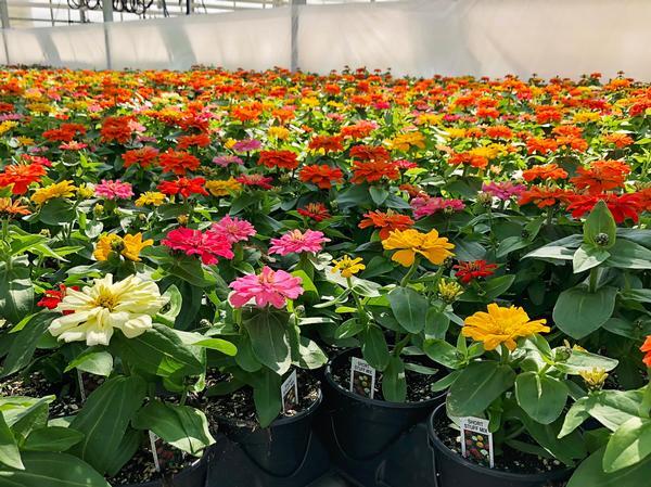 ZINNIA SHORT STUFF MIX 1000 SEEDS